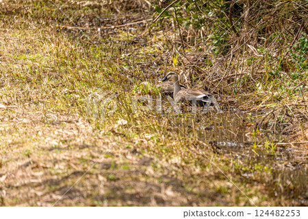 Spring ducks - aquatic creatures 124482253