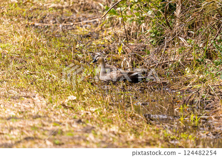 春鴨 - 水生生物 124482254