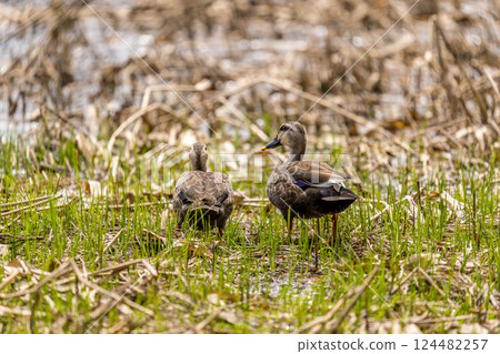 Spring ducks - aquatic creatures 124482257