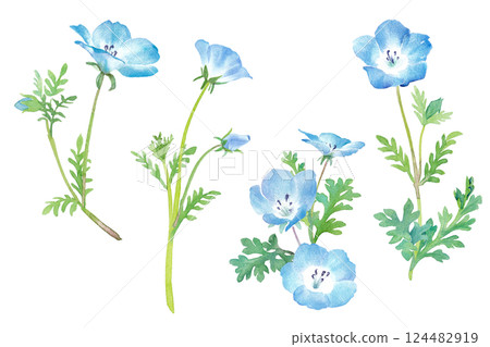 春天的花朵:粉蝶花水彩插圖。一組切花。 春天的花朵:粉蝶花水彩插圖。一組切花。 124482919