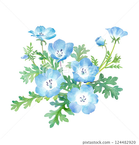 春花： 粉蝶花水彩插圖 124482920