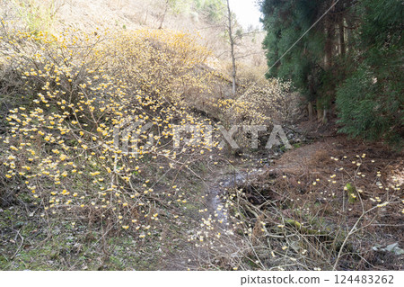 Mitsumata colony on Mount Aogai (Toyonocho, Toyono District, Osaka Prefecture) 124483262