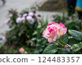 玫瑰花 124483357