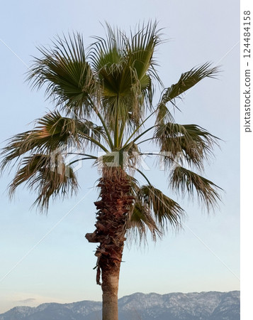 Palm tree with a mountain backdrop at sunset Palm tree with a mountain backdrop at sunset 124484158