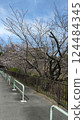 A hillside with cherry blossoms in bloom 124484345