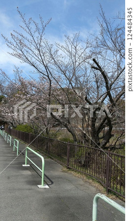 櫻花盛開的山坡 124484345