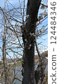 Cherry blossom buds heralding the arrival of spring 124484346