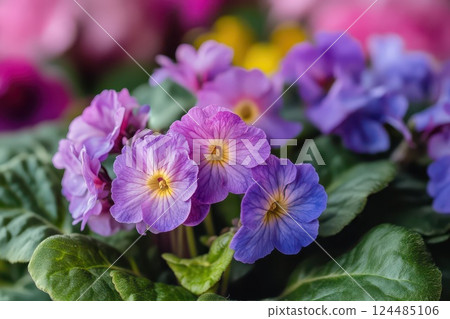 Colorful flowers blooming in spring garden setting 124485106