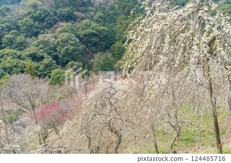 [Kanagawa Prefecture] Yugawara Plum Garden: White weeping plum blossoms 124485716