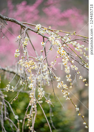 [Kanagawa Prefecture] Yugawara Plum Garden: White weeping plum blossoms 124485718