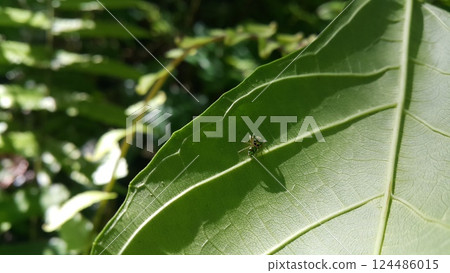 Small spiders perch on plant leaves Small spiders perch on plant leaves 124486015