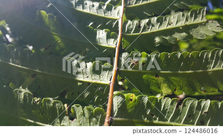 Small spiders perch on plant leaves Small spiders perch on plant leaves 124486016