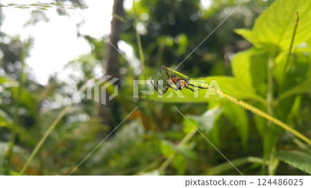 Photo of Pear-shaped Leucauge Spider (Opadometa fastigata) on a plant. 124486025