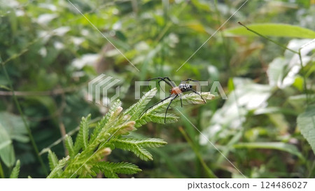 Photo of Pear-shaped Leucauge Spider (Opadometa fastigata) on a plant. Photo of Pear-shaped Leucauge Spider (Opadometa fastigata) on a plant. 124486027