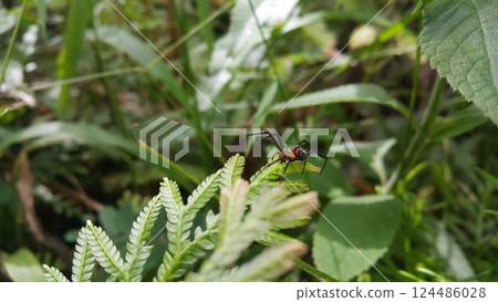 Photo of Pear-shaped Leucauge Spider (Opadometa fastigata) on a plant. Photo of Pear-shaped Leucauge Spider (Opadometa fastigata) on a plant. 124486028
