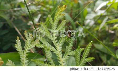 Photo of Pear-shaped Leucauge Spider (Opadometa fastigata) on a plant. Photo of Pear-shaped Leucauge Spider (Opadometa fastigata) on a plant. 124486029