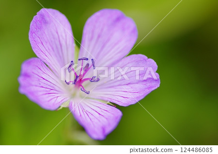 White mountain bellflower on the shores of Lake Nozori White mountain bellflower on the shores of Lake Nozori 124486085