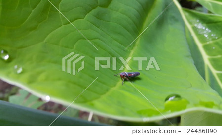 Photo of striped leafhopper insect perched on taro leaves. 124486090