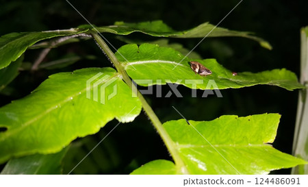 Froghopper Philaenus spumarius on a leaf. 124486091
