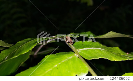 Froghopper Philaenus spumarius on a leaf. 124486092