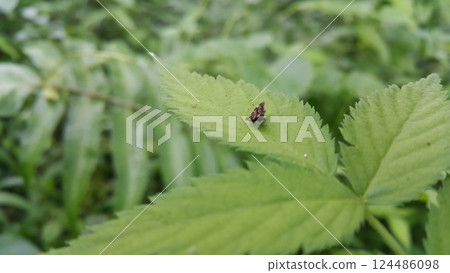 Photo of a small brown animal perched on a green leaf. Photo of a small brown animal perched on a green leaf. 124486098