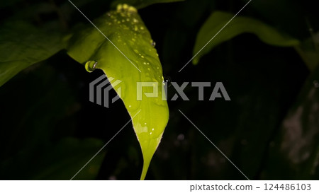 Fresh green leaf with water drop, relaxation nature concept. Fresh green leaf with water drop, relaxation nature concept. 124486103