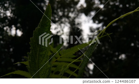 Very beautiful textured plant leaves background. Very beautiful textured plant leaves background. 124486107