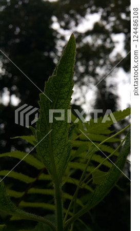 Very beautiful textured plant leaves background. 124486108