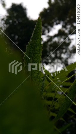 Very beautiful textured plant leaves background. 124486109