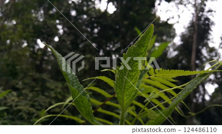Very beautiful textured plant leaves background. 124486110