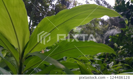 Orchid leaf background. Photo taken in the forest. Orchid leaf background. Photo taken in the forest. 124486128