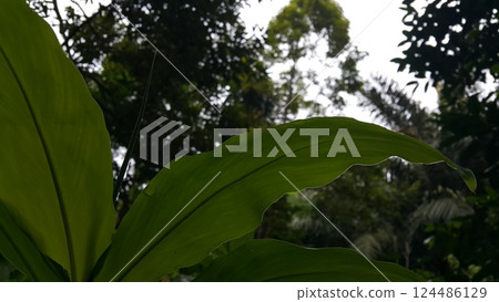 Orchid leaf background. Photo taken in the forest. 124486129