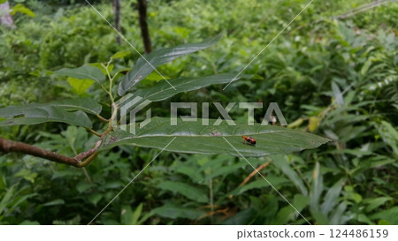 Dendrobium Beetle perched on a leaf. 124486159