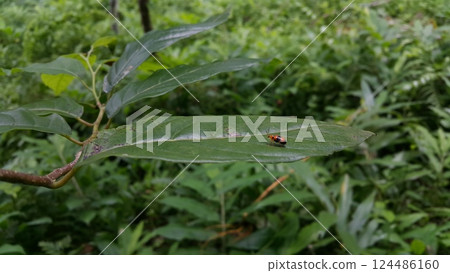Dendrobium Beetle perched on a leaf. Dendrobium Beetle perched on a leaf. 124486160