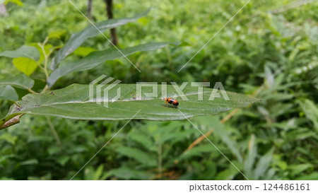 Dendrobium Beetle perched on a leaf. Dendrobium Beetle perched on a leaf. 124486161