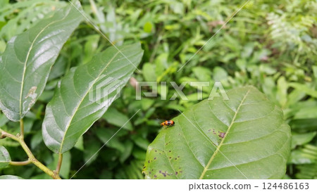 Dendrobium Beetle perched on a leaf. 124486163