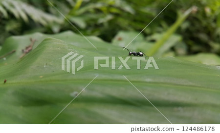 Black ant on green leaf. Black ant on green leaf. 124486178