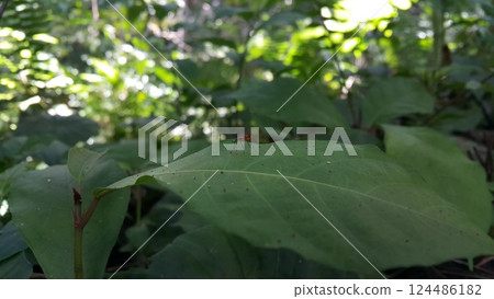 (Micropezidae) insects, attractive flies on stilt legs and standing on leaves. 124486182