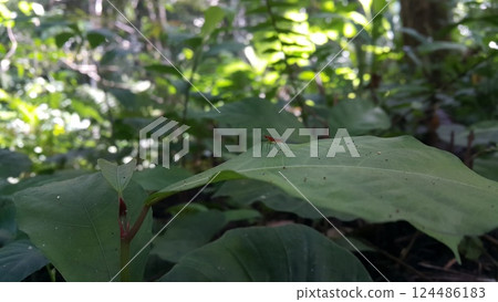 (Micropezidae) insects, attractive flies on stilt legs and standing on leaves. (Micropezidae) insects, attractive flies on stilt legs and standing on leaves. 124486183