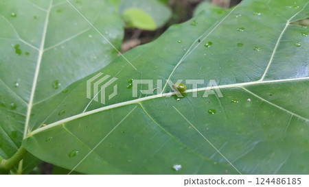 Photo of a round-shaped ladybug shot in the forest. Photo of a round-shaped ladybug shot in the forest. 124486185