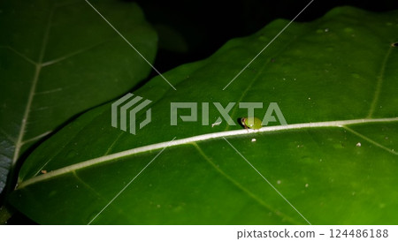 Photo of a round-shaped ladybug shot in the forest. 124486188