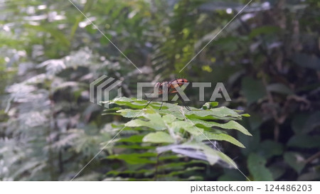 Insect Dexiosoma caninum perched on plant leaves. Photo shot in the forest. Insect Dexiosoma caninum perched on plant leaves. Photo shot in the forest. 124486203