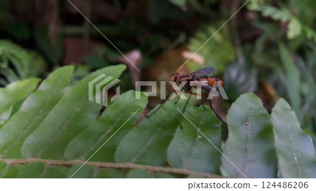 Insect Dexiosoma caninum perched on plant leaves. Photo shot in the forest. 124486206