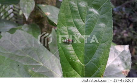 Velvet ant or Cow killer ant (hymenoptera: mutillidae: Radoszkowskius oculata) crawling on a green leaf. Photo shot in the forest. 124486207