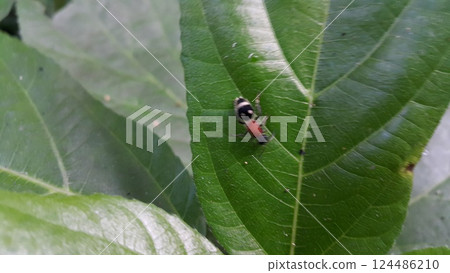 Velvet ant or Cow killer ant (hymenoptera: mutillidae: Radoszkowskius oculata) crawling on a green leaf. Photo shot in the forest. 124486210