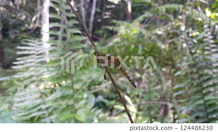 Dragonfly (Odonata : Anisoptera) perched on plant stems. Dragonfly (Odonata : Anisoptera) perched on plant stems. 124486230