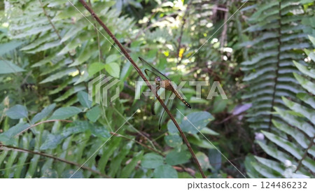 Dragonfly (Odonata : Anisoptera) perched on plant stems. 124486232