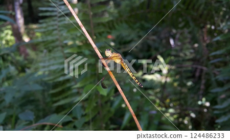 Dragonfly (Odonata : Anisoptera) perched on plant stems. 124486233