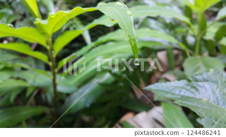 Textured plant leaves background. Photo shot in the forest. 124486241