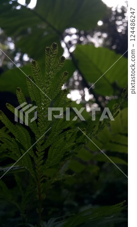 Textured plant leaves background. Photo shot in the forest. 124486247